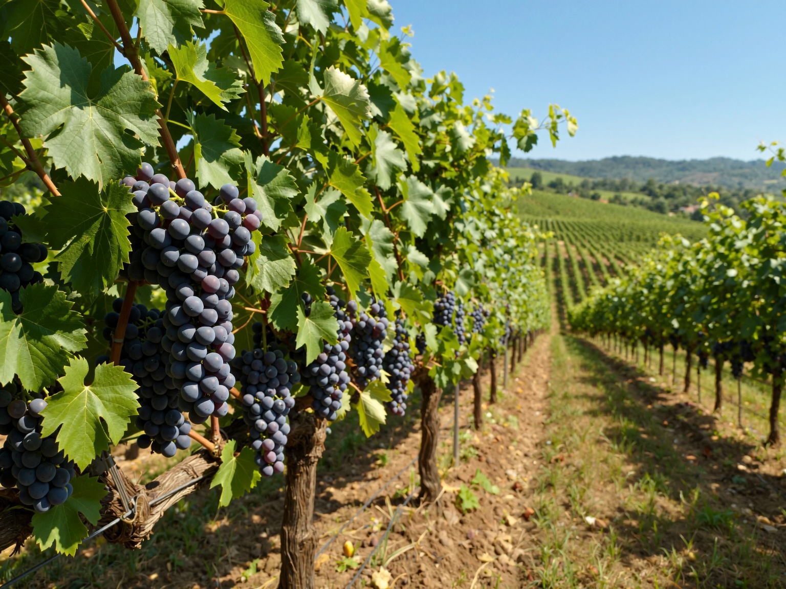 Vineyard rows